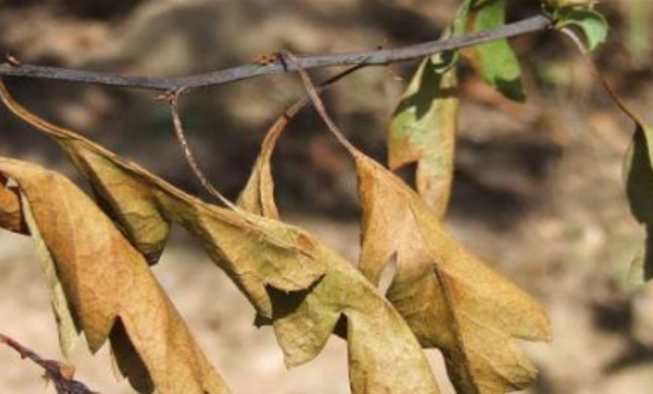 17 cases of bacterial plant disease, fireblight, found in 2023