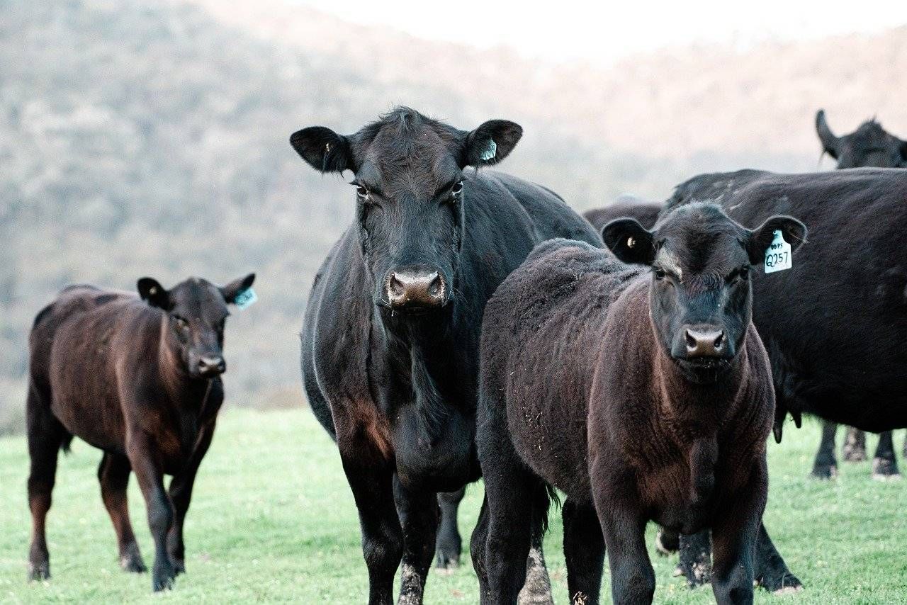 Appeal for info following theft of Angus and Friesian calves