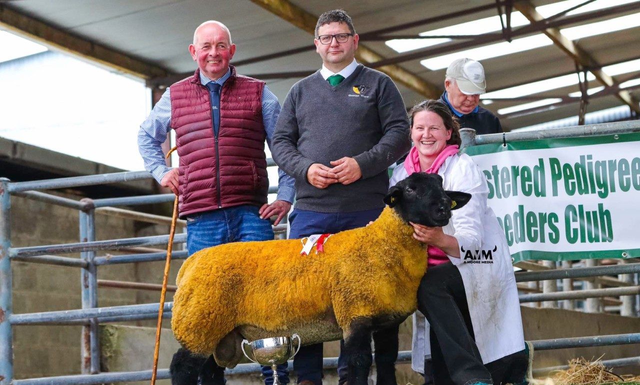 Prices top €2,500 at pedigree Suffolk show and sale