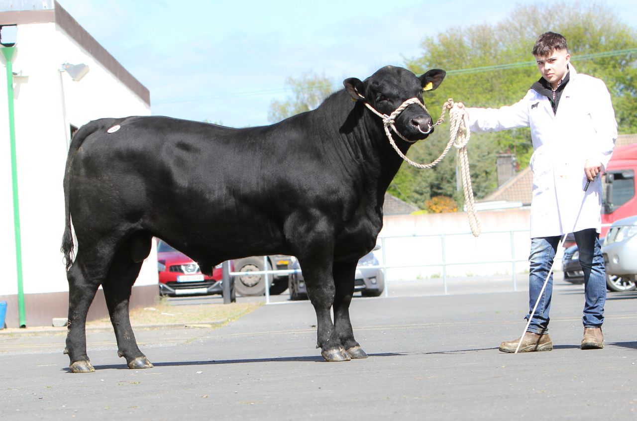 Top prices from Angus bull sales in Tullow and Thurles