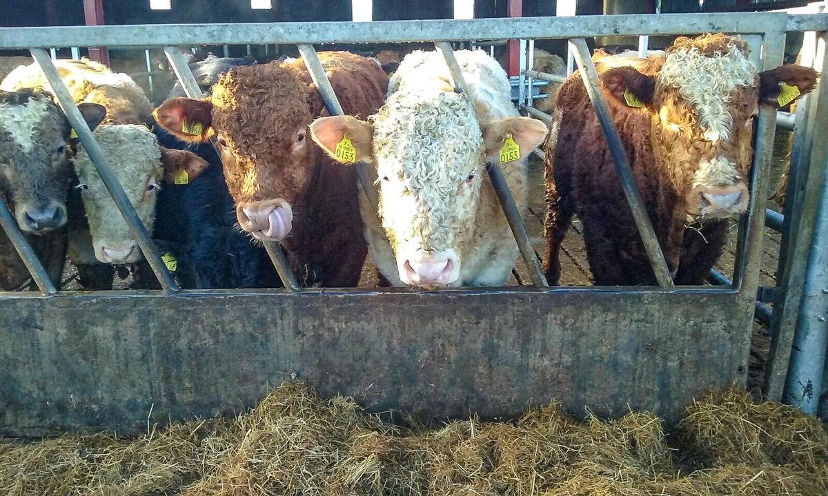 1,800 bulls to load for Turkey