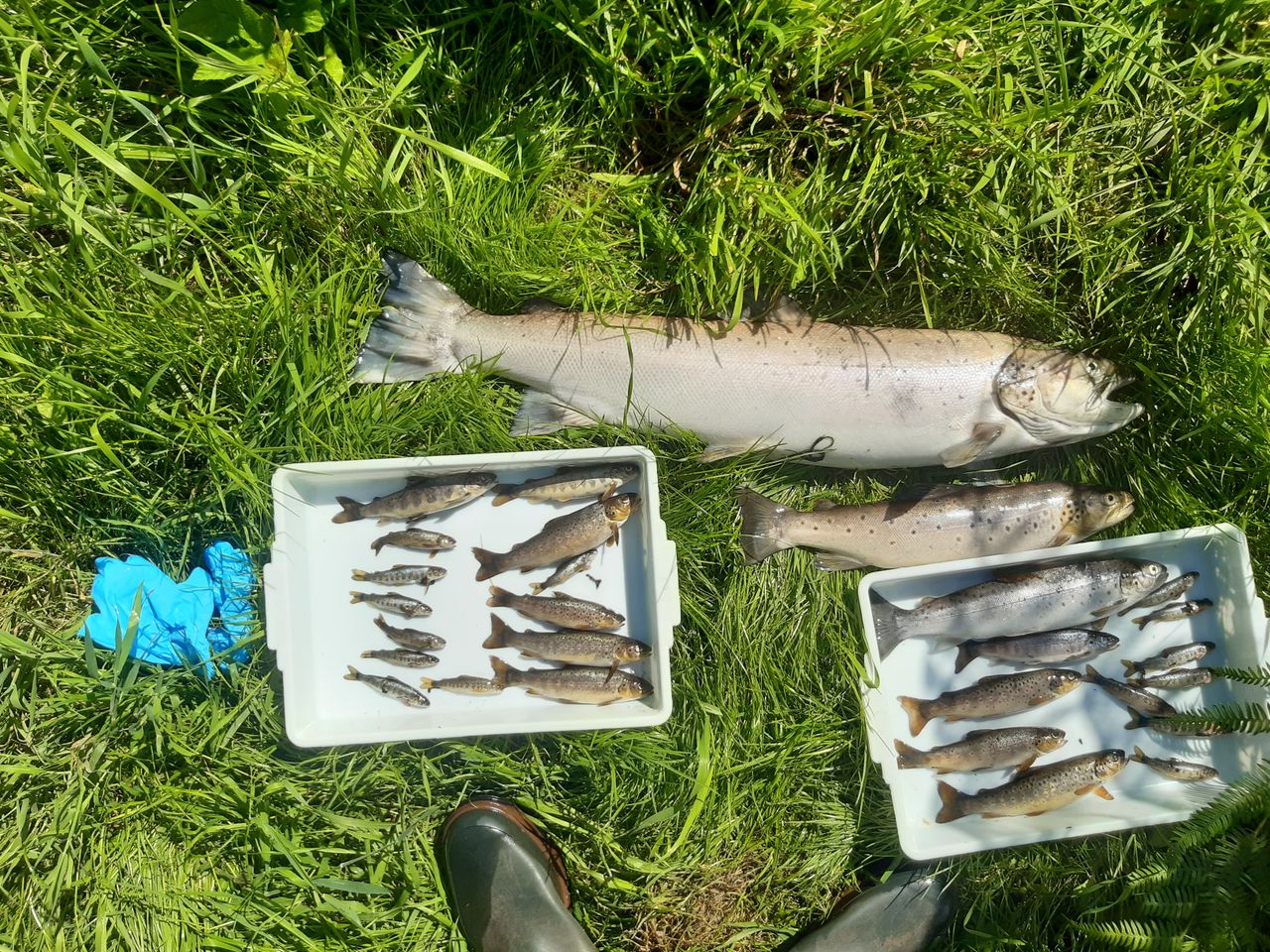 Investigation launched as up to 2,000 fish killed in Wicklow river