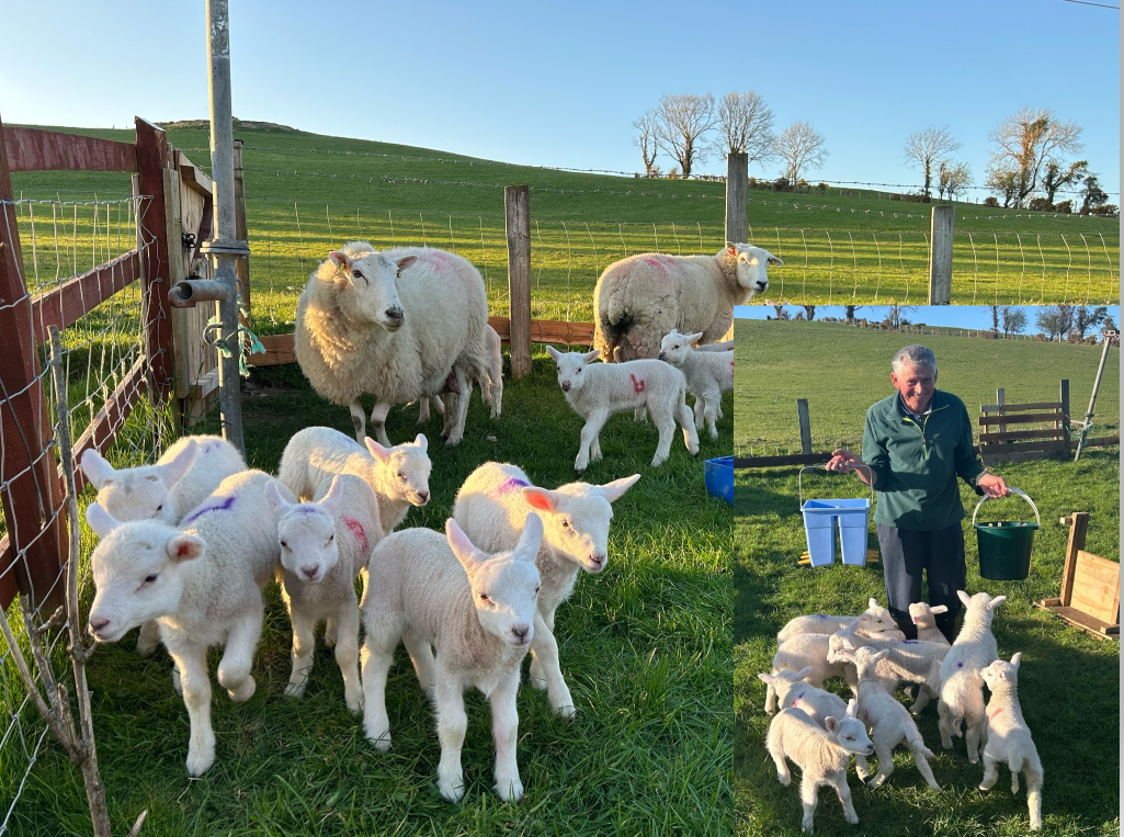 Donegal farmer in awe as two ewes deliver a dozen lambs