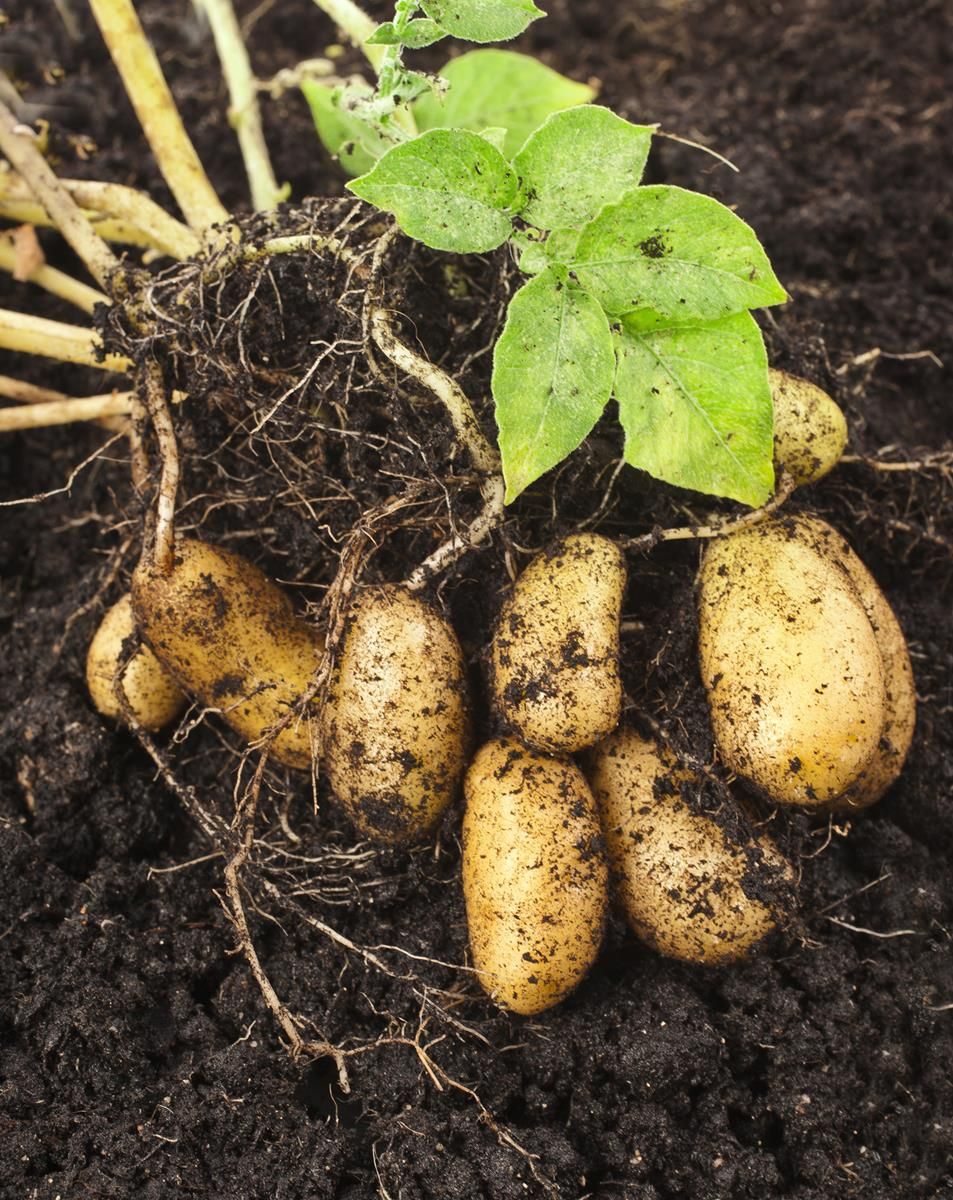 Tastiest potatoes from Dublin due to hit supermarket shelves this week!