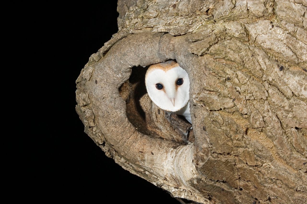 Survey shows barn owl population recovery in Cork