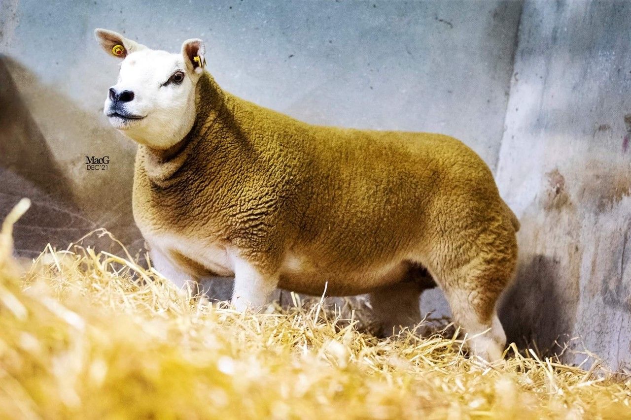 All-Star Texel sale sees prices top 3,200gns, as sale topper heads back west