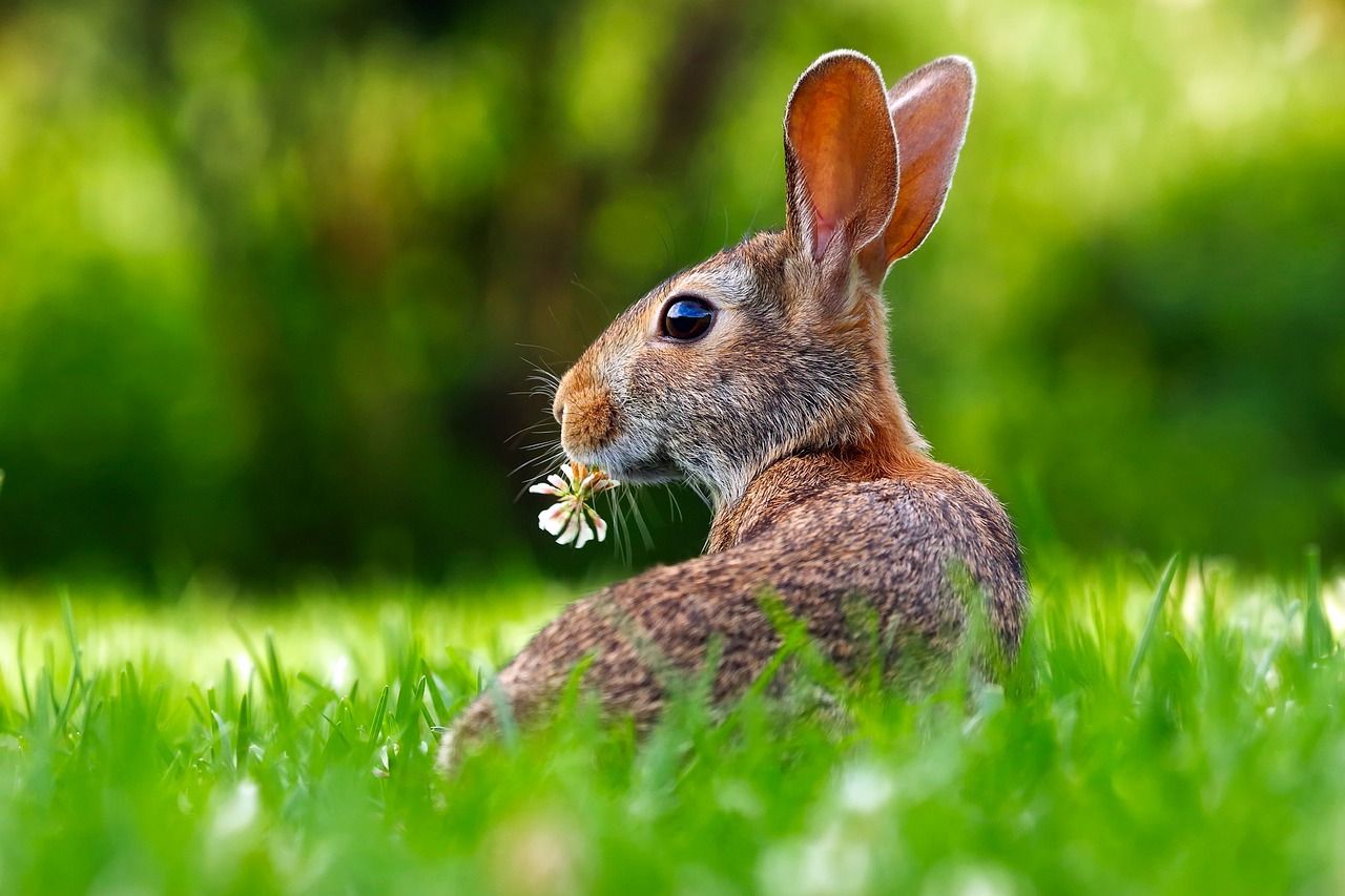 Minister urged to not issue licences for hare coursing season