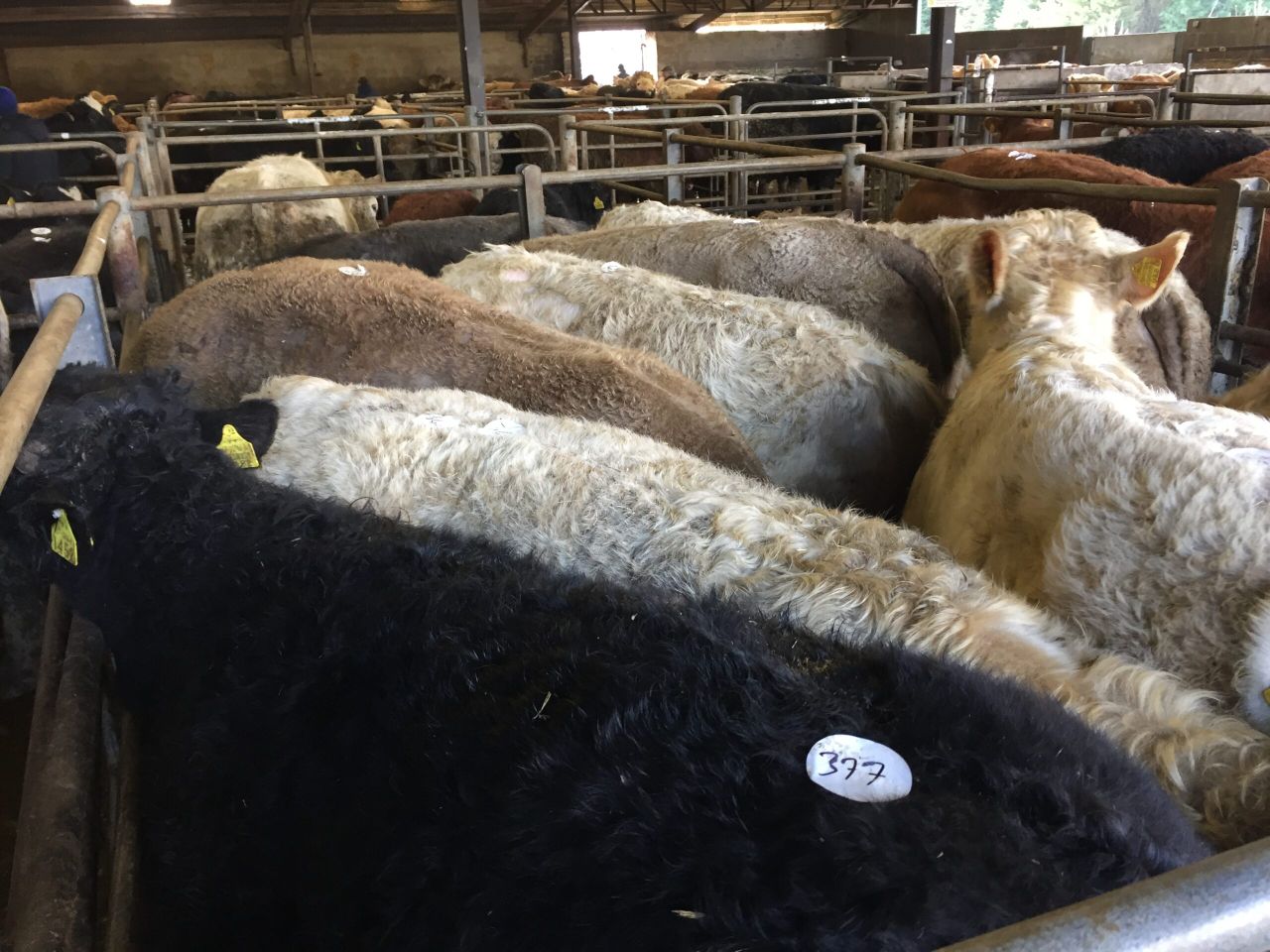 Cattle marts: Northern buyers have a positive impact on the store trade