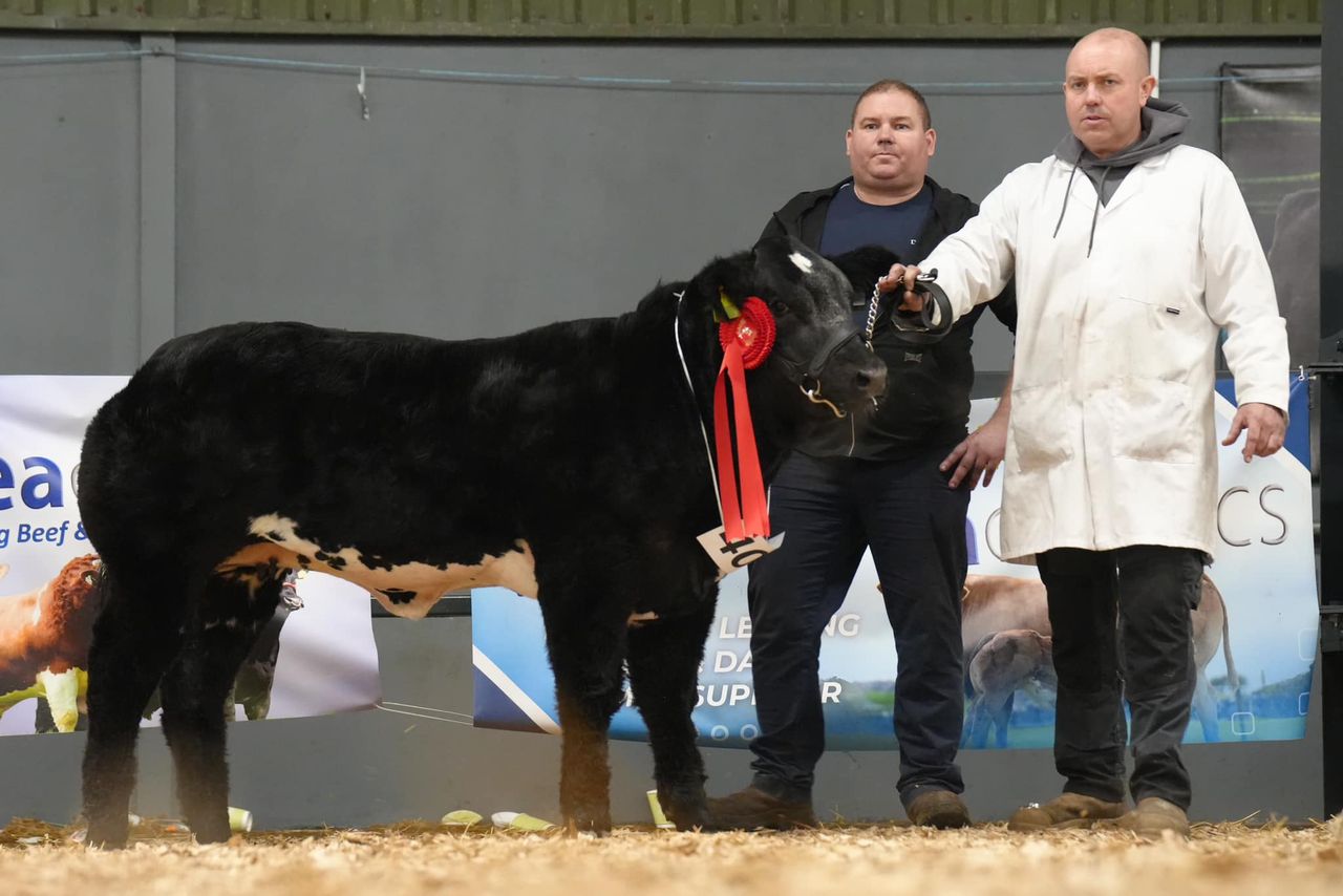 Carrick Winter Fair: Sunday weanling heifer show results