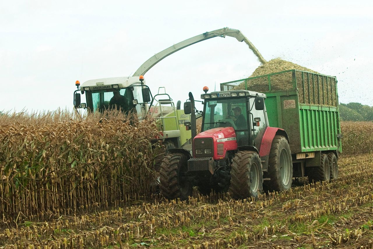Caution required as maize harvest gets underway