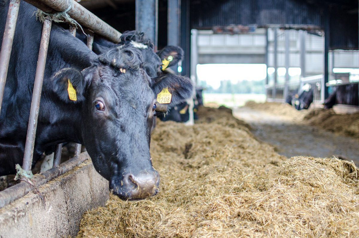 Mounting interest in once-a-day milking as peak-pressure period draws closer