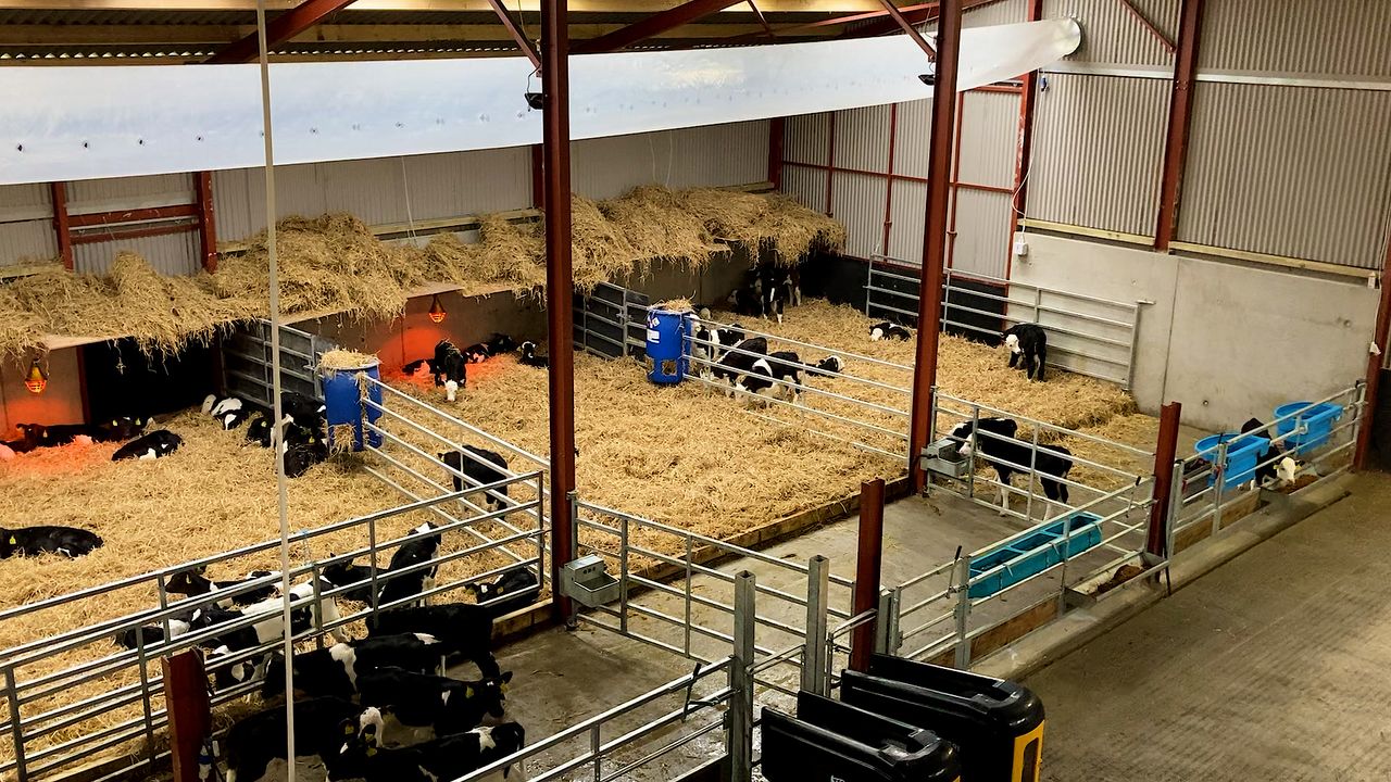 Buildings Focus: Going the extra mile to create an environment for calves to thrive in