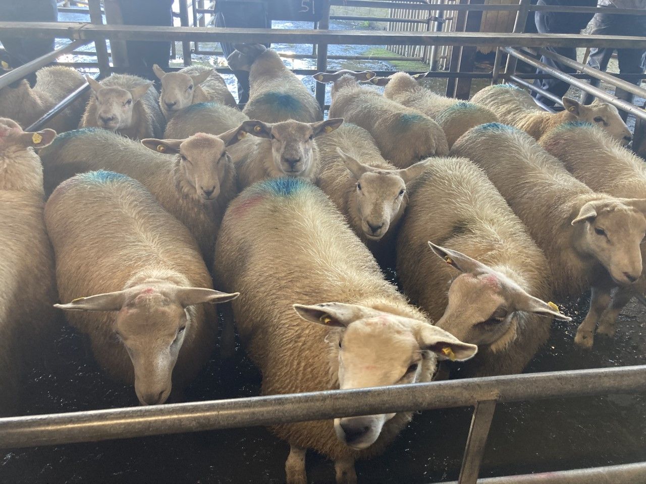 Sheep kill: Lamb supplies fall over 9,000 head
