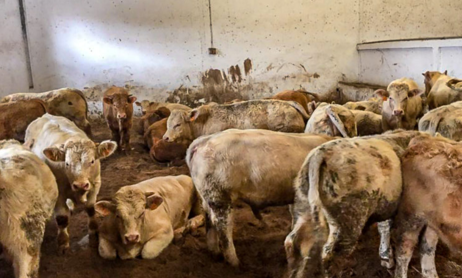 [Updated] The Algerian live cattle market: Where does Ireland fit in?