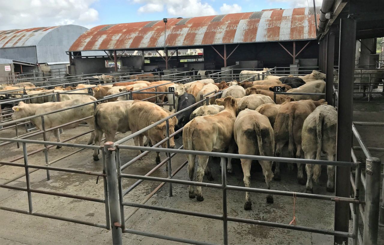 Pics and prices: Charolais cattle dominate the sale at Ballymahon Mart