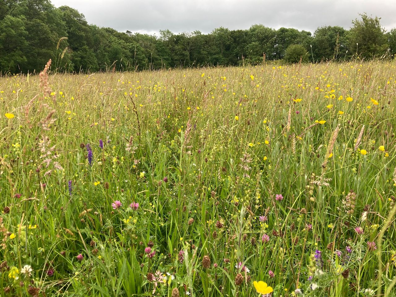 EU Commission approves €276m Dutch scheme to acquire land for nature