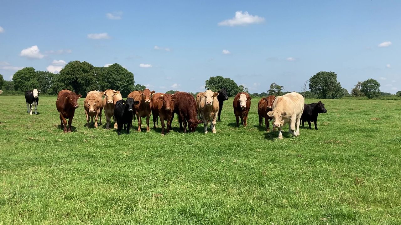 New European Parliament 'must prioritise its own farmers' - ICSA