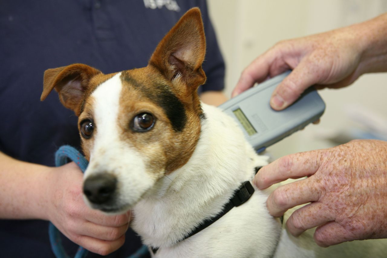 'Farmers legally entitled to shoot dogs in certain cases' - ISPCA