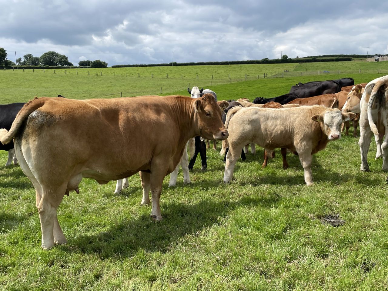 Reducing stress on suckler-bred stock when weaning