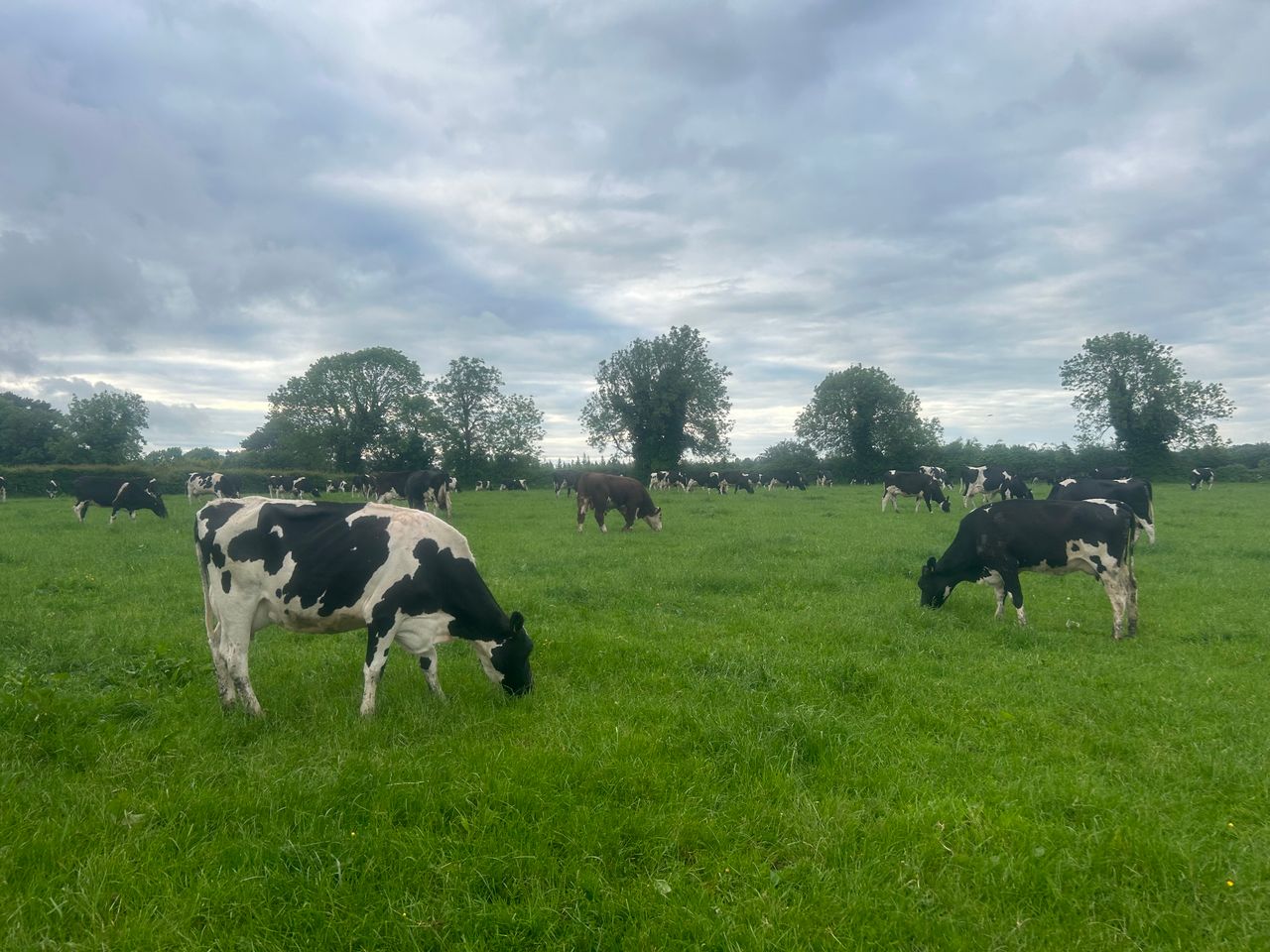 Survey launched in NI for renewable energy generation on dairy farms