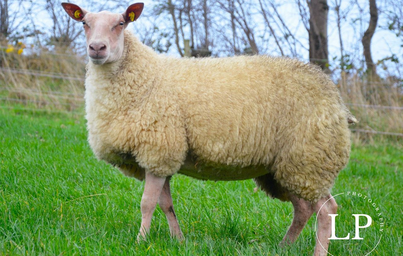 Rare and minority breed sale set for Tullamore tomorrow