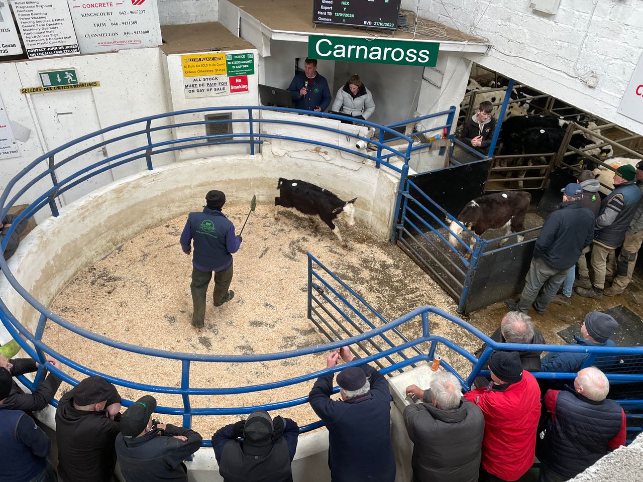 Mart report: Monday calf and bullock sales at Carnaross
