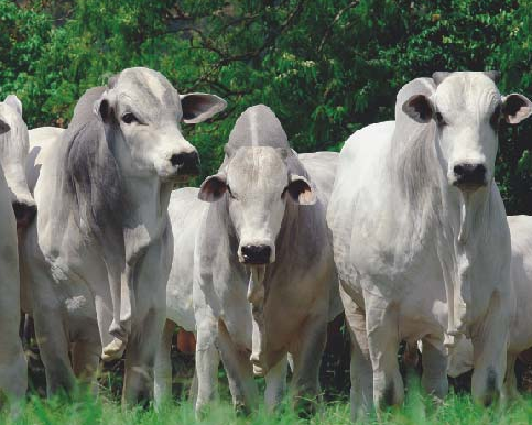 Brazil cow tests positive for BSE