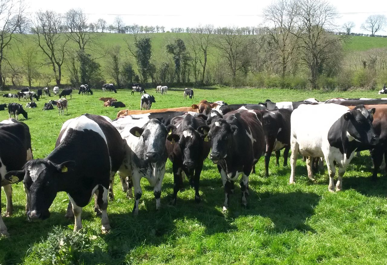 Fly control and keeping summer mastitis at bay