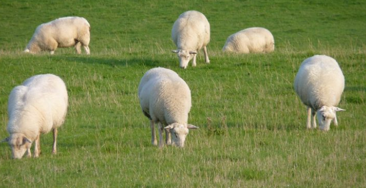 It's soon time to start scanning early-lambing flocks