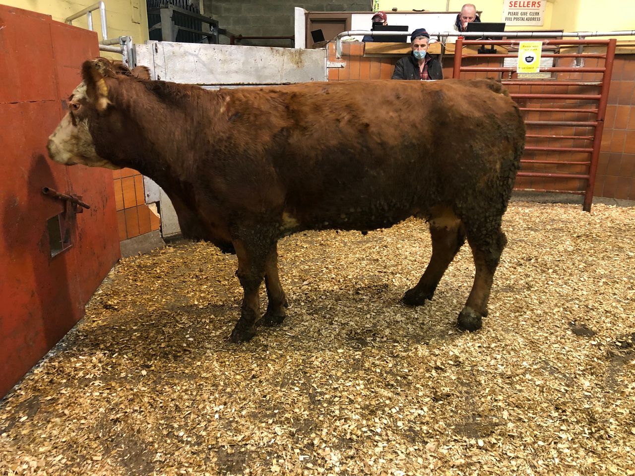 Cattle marts: Dry cow trade moves up a gear in Carnew and Dowra