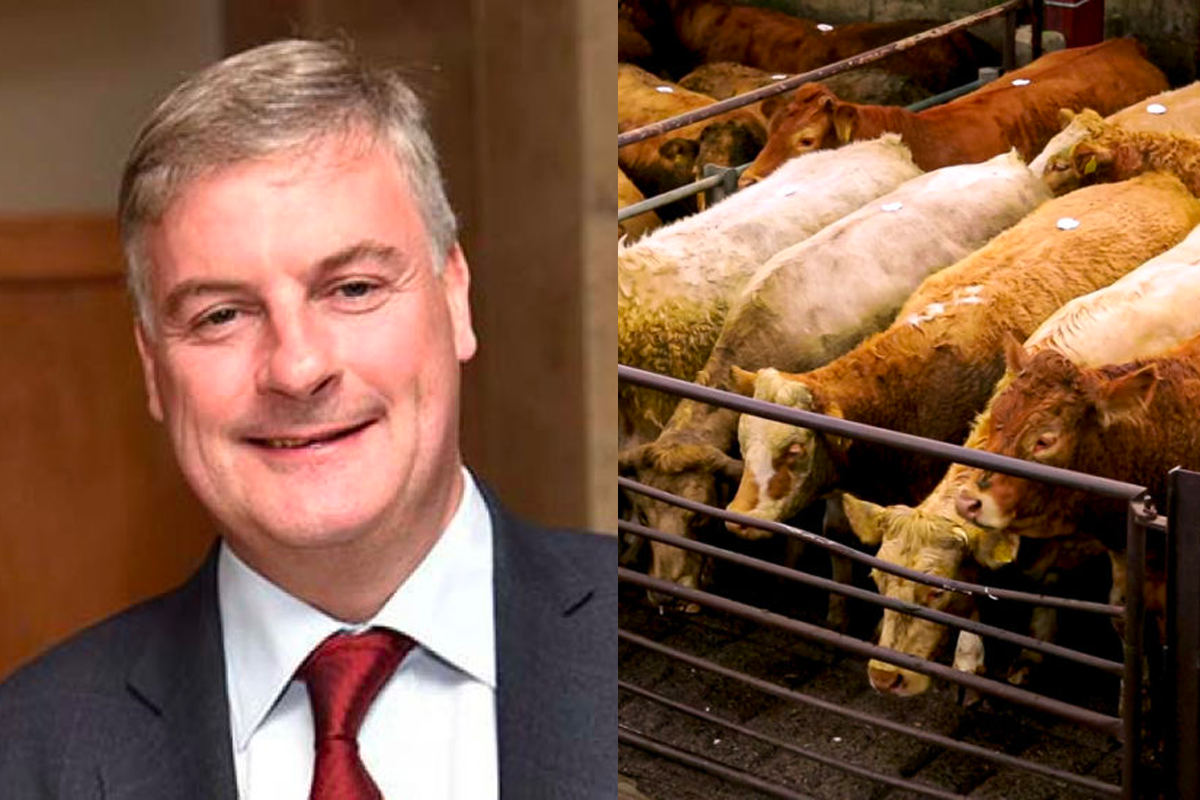 ICSA calls for 'strong beef regulator' and winding down of Beef Taskforce