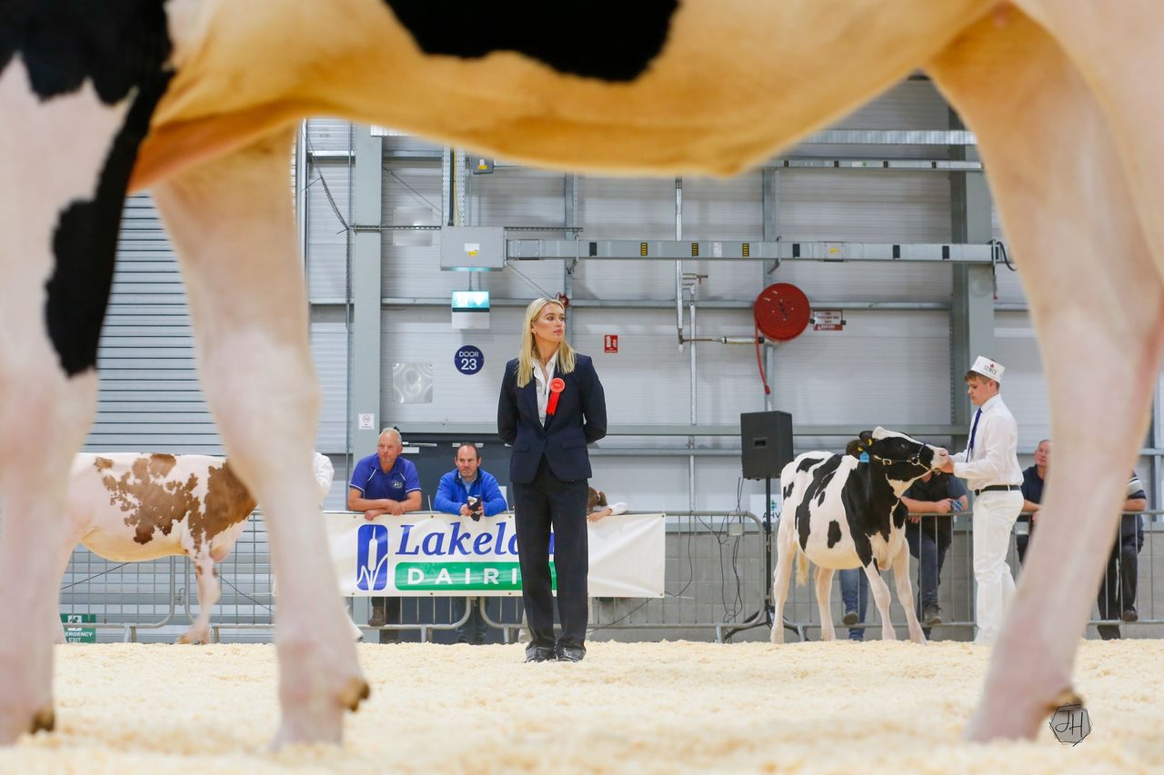 The best of Holstein Young Breeders Club AHV Multibreed Calf Show