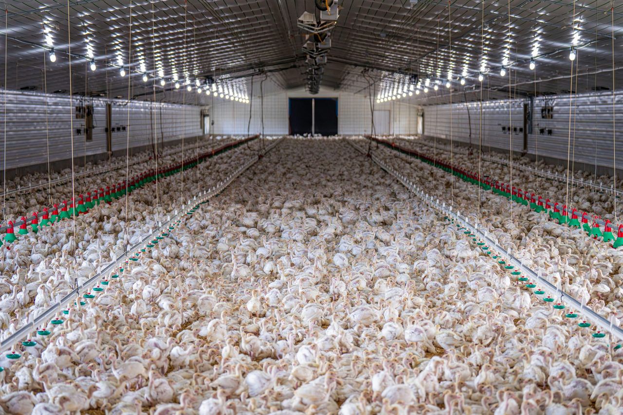 Landmark UK ruling classes chicken manure as 'waste'