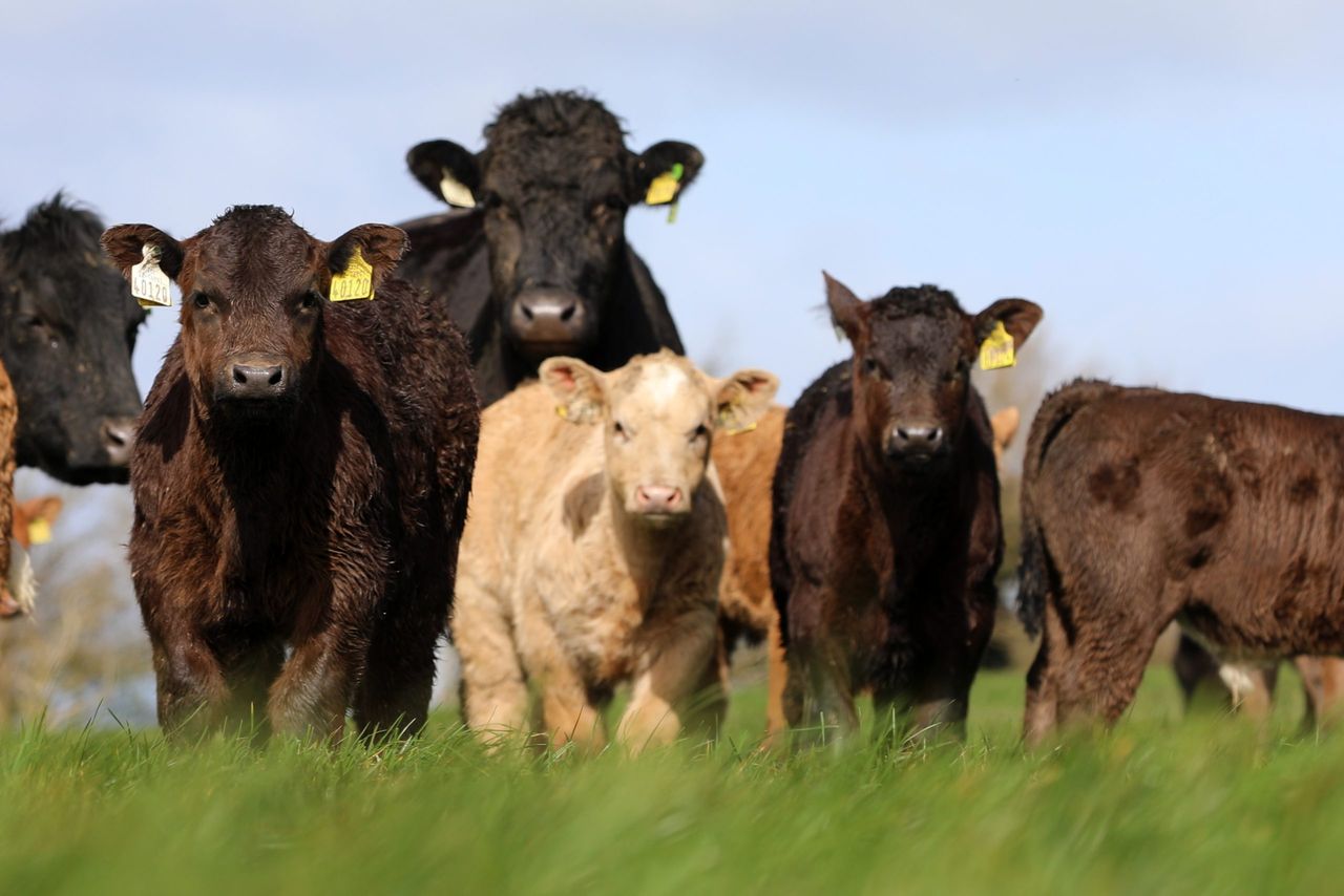 Practical insights from Newford Suckler Demonstration Farm in Roscommon
