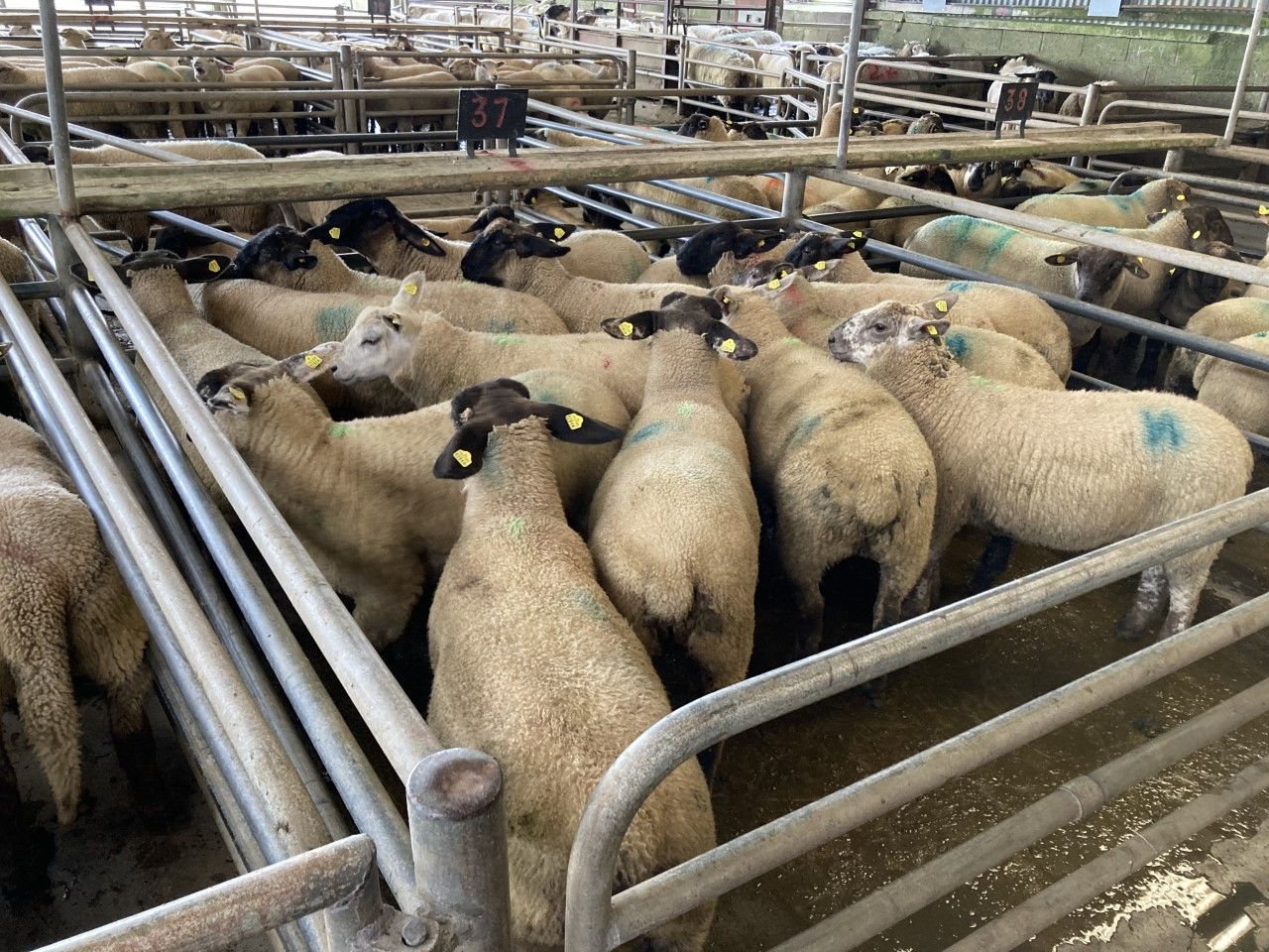 Exports of sheepmeat from the UK down 18% in April