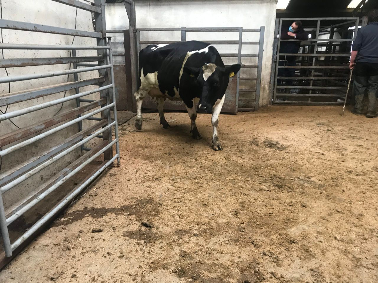 Pics and prices: Carnew Mart dairy sale brings top price of €1,440