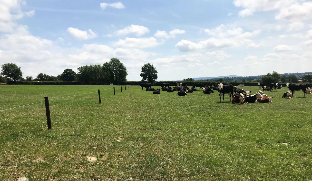 How one beef farmer changed tactics to deal with the drought