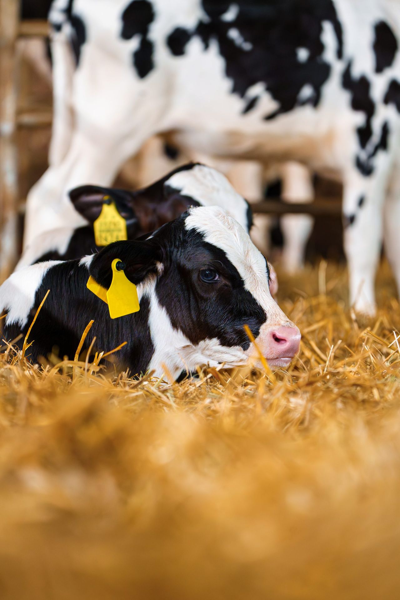 Steps and tips for calf disbudding this spring