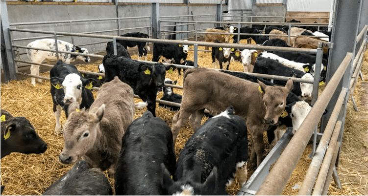 Focusing on improved animal performance through genetics at DairyBEEF2019