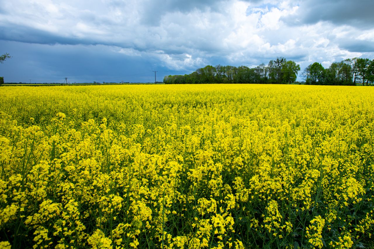'Strongest set' of oilseed rape pest management strategies released