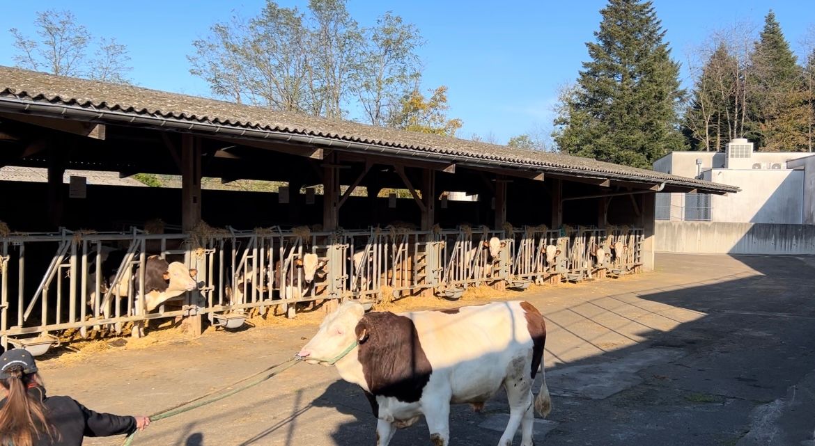 Behind the scenes at Coopex Montbeliarde bull stud in France