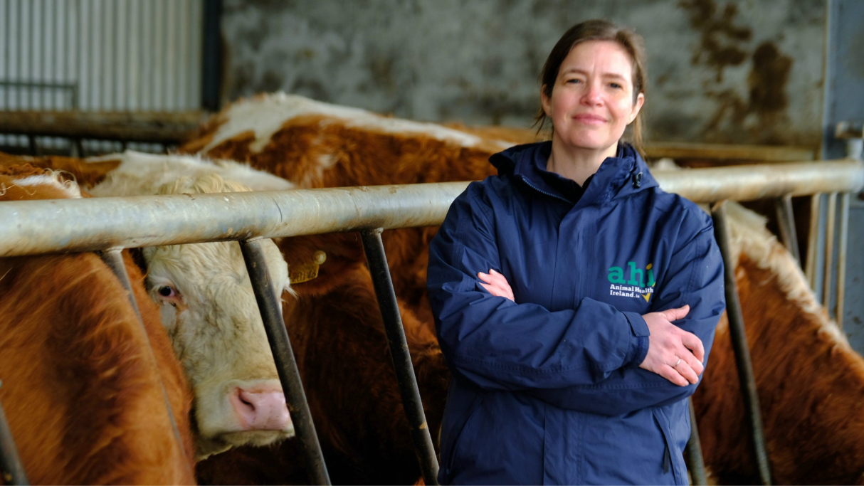Beef HealthCheck now covering 65% of beef kill across 17 factories