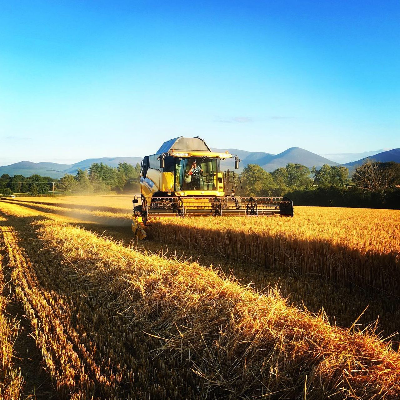 Dairygold finalises cereal prices for 2021 harvest