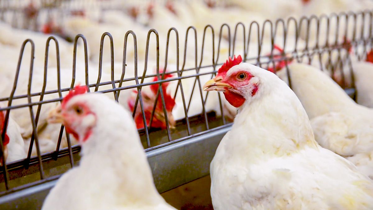 CO2 shortage: Supermarkets say NI poultry farms were 'days from crisis'