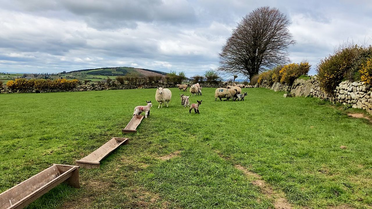 Sheep management: Dealing with scald in lambs