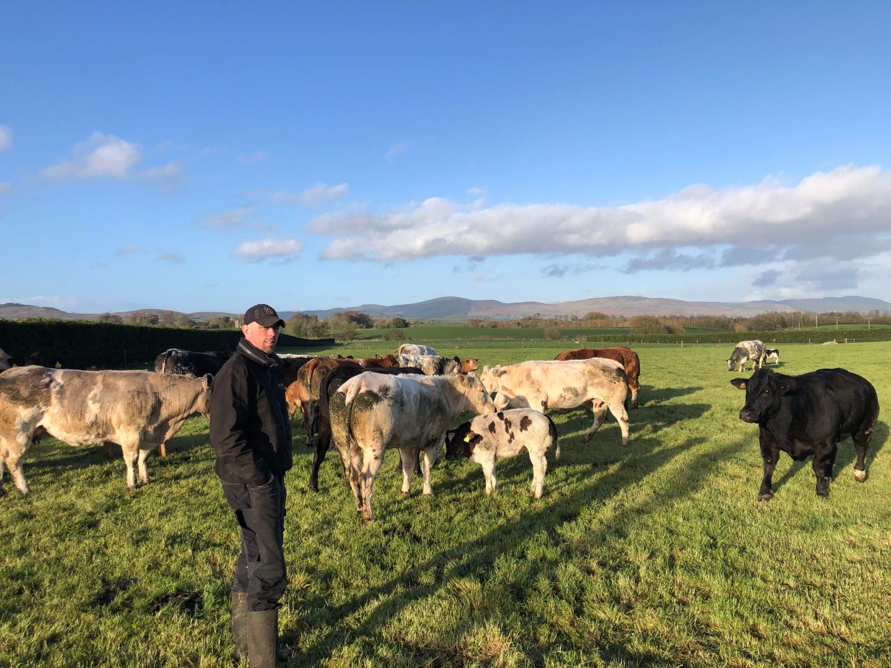Beef Focus: 500-cow suckler farm gears up for special sale