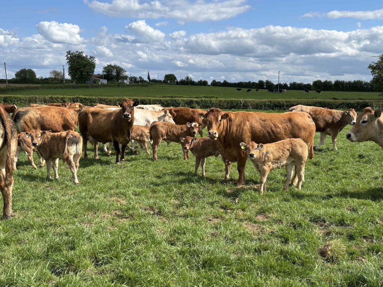 Advice for farmers vaccinating breeding cattle for bluetongue