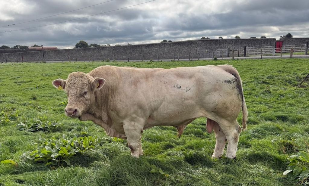 Cows are being sold as in-calf to a pedigree Charolais stock bull
