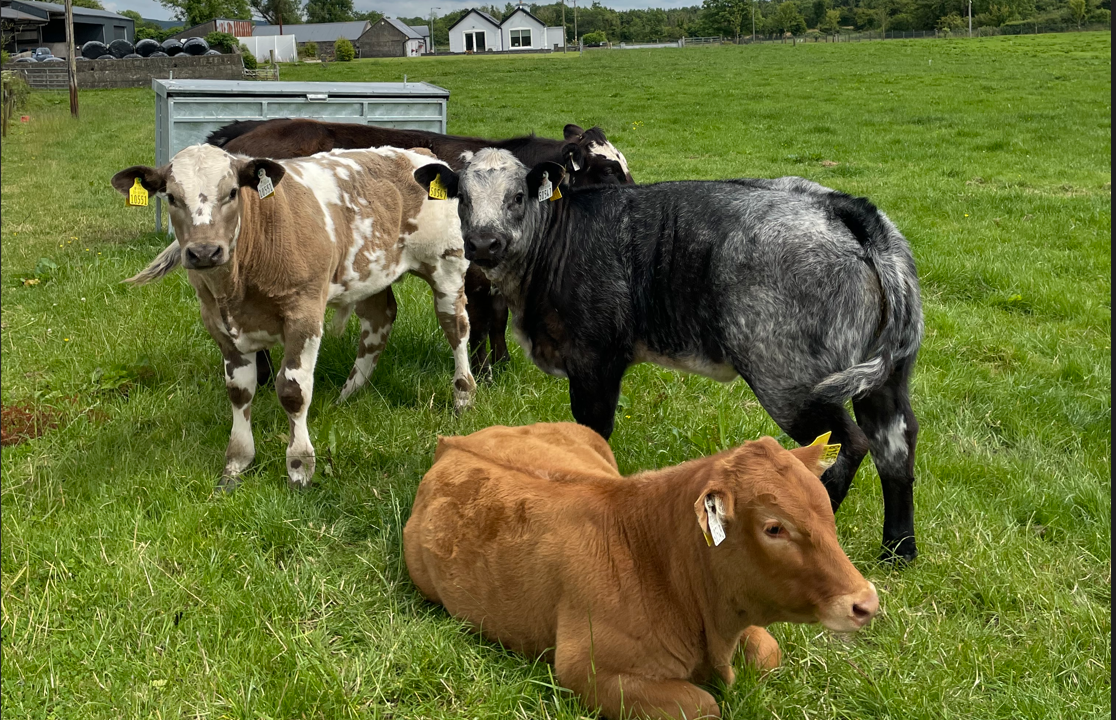 Final details on €75/cow suckler scheme expected soon