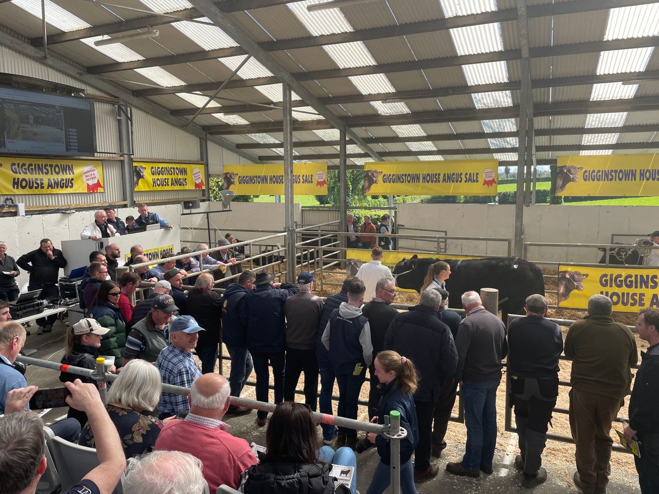 Pirate Boss takes top price at Gigginstown Angus sale